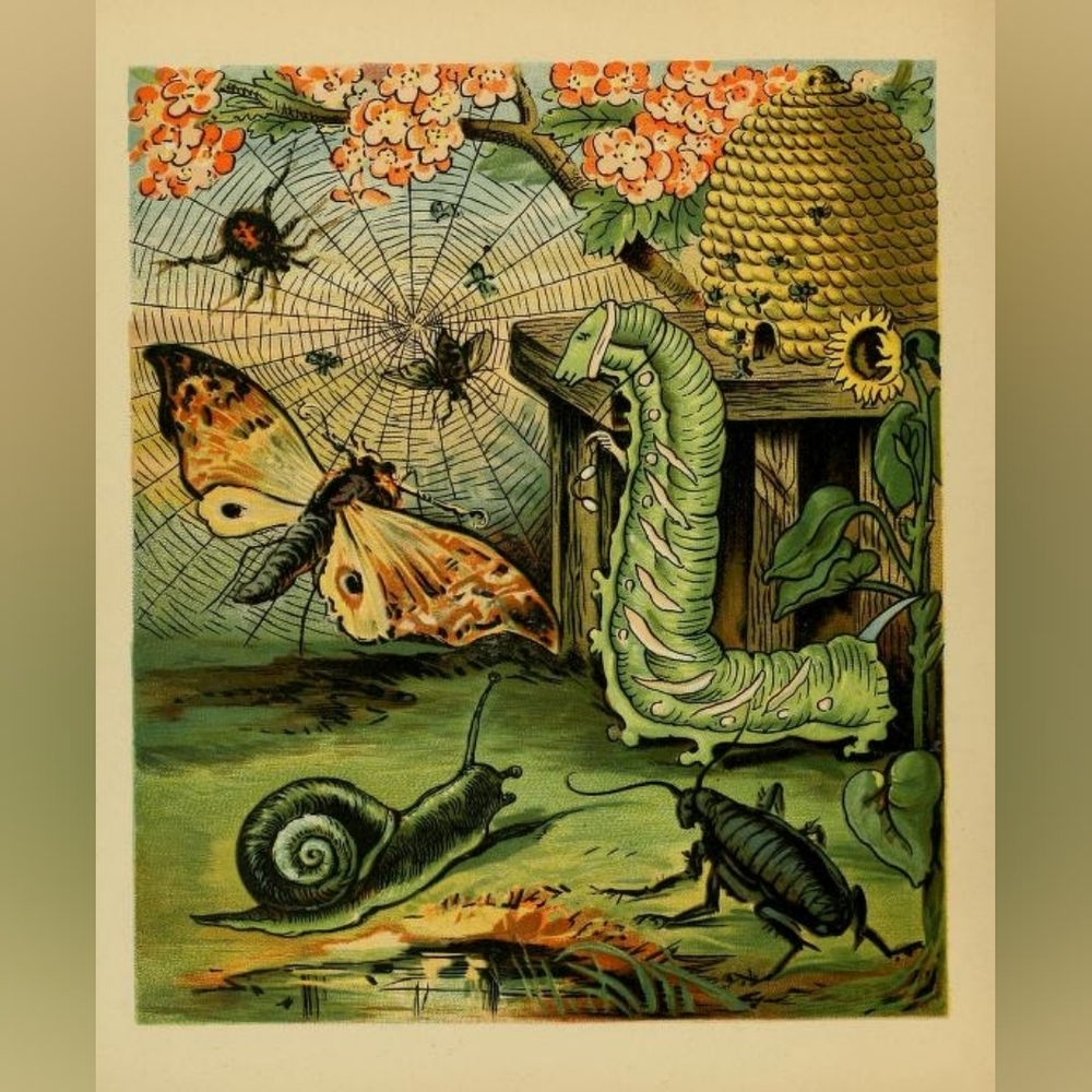 Vintage Insect and Nature Illustration Print